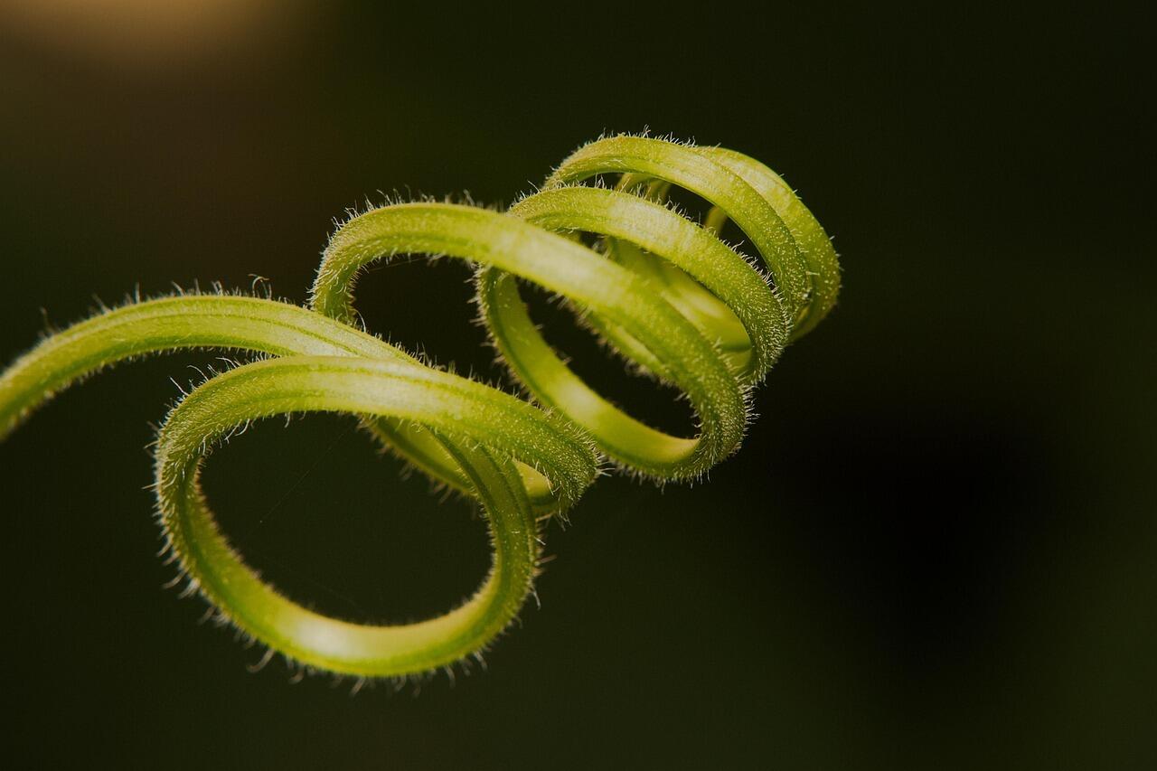 Spiraldynamik im Yoga
